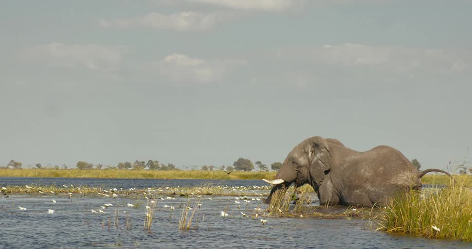 Elephants standing in water on a safari while birds swim and fly around