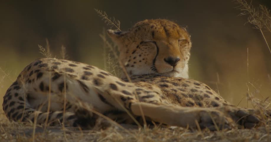 Cheetah sleeping in its habitat in the jungle