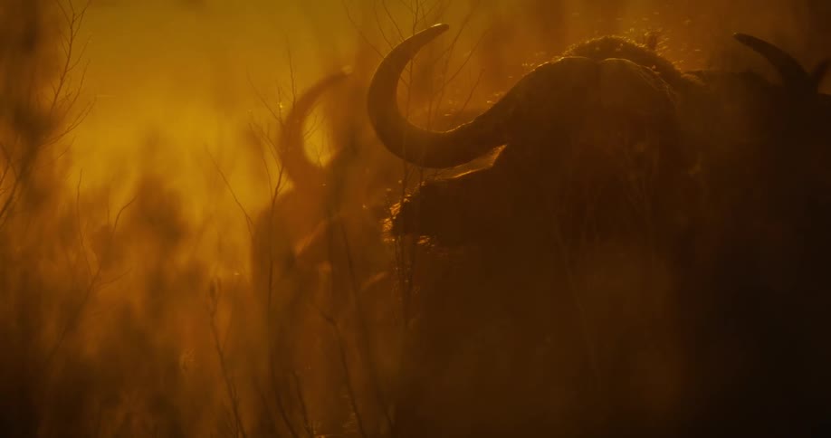 Cape buffalo standing together in a herd in grasslands on a hot sunny day with bugs around their heads