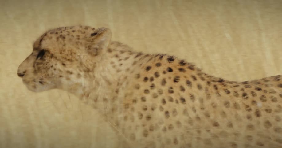 A cheetah walks through tall grass in a field during the day