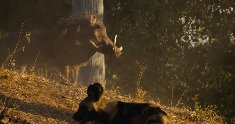 African wild dog stares at warthog before walking away