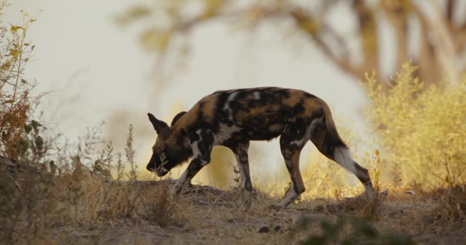 African wild dogs scan the ground while walking