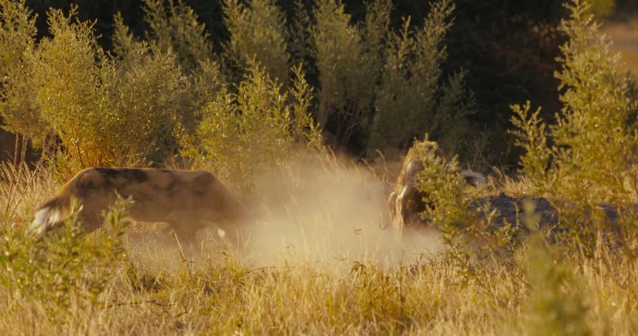 Two African wild dogs in the savannah and one of them is digging a hole to catch prey