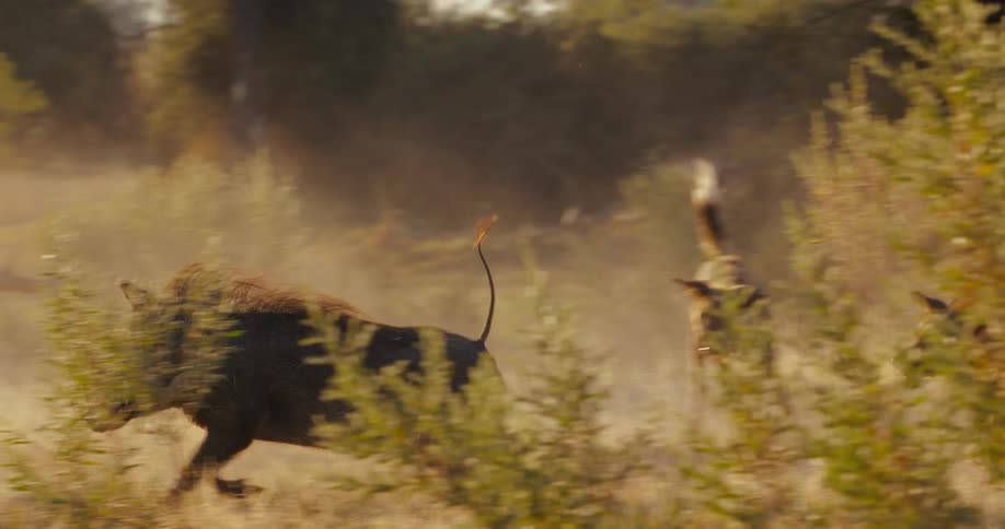 Two African wild dogs hunting a warthdog in the jungle