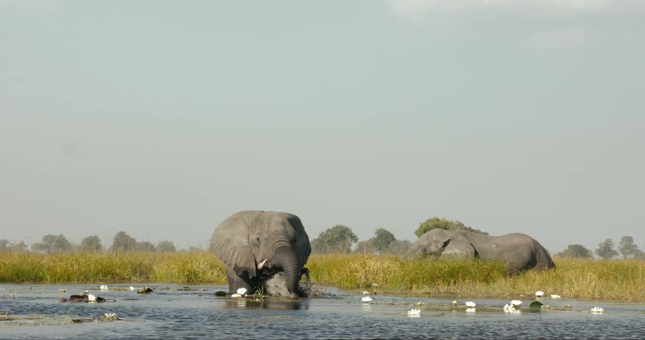 African elephants stand in lake