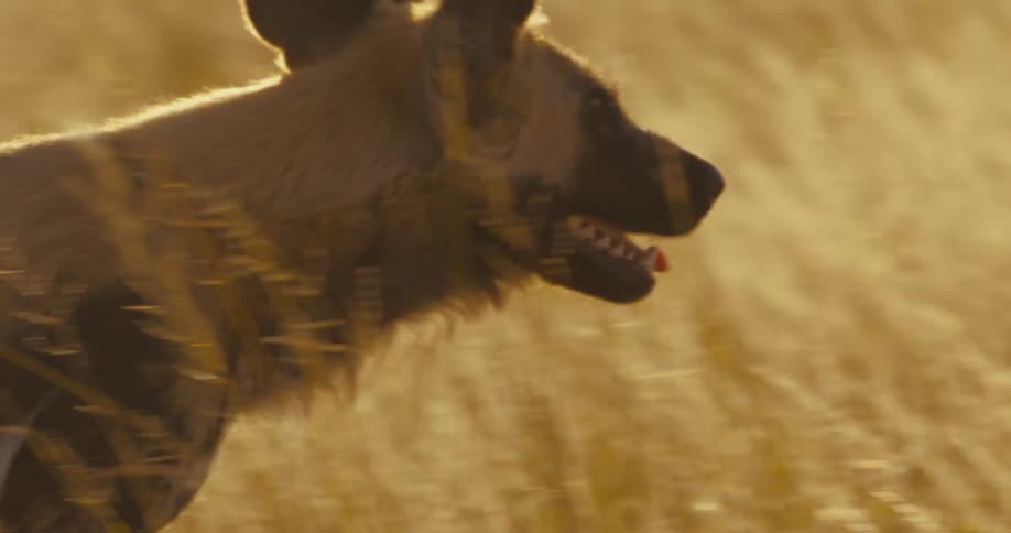 An African wild dog walking through the woods on a hot day