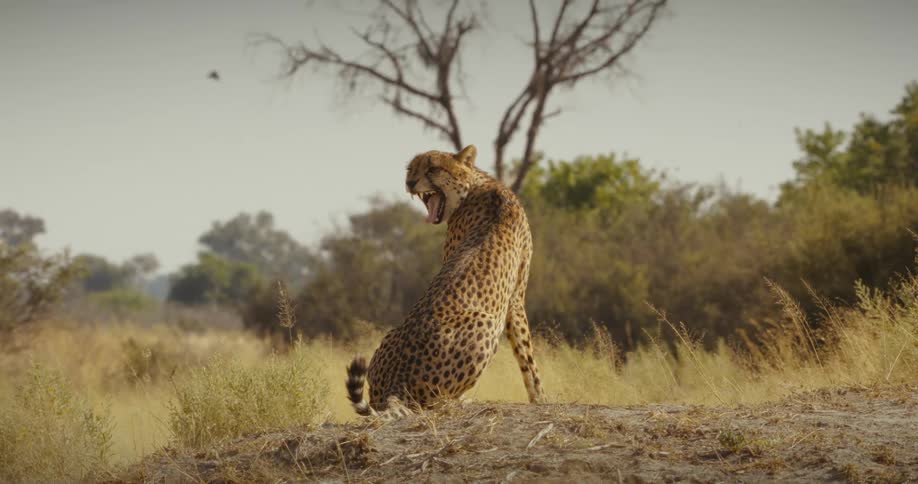 A sitting cheetah is licking its own fur on the savanna
