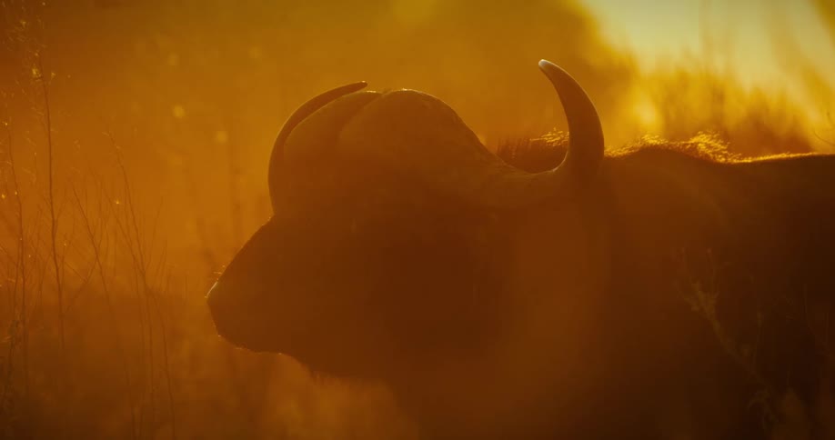 Cape buffalo scans area standing lit by light from the setting sun