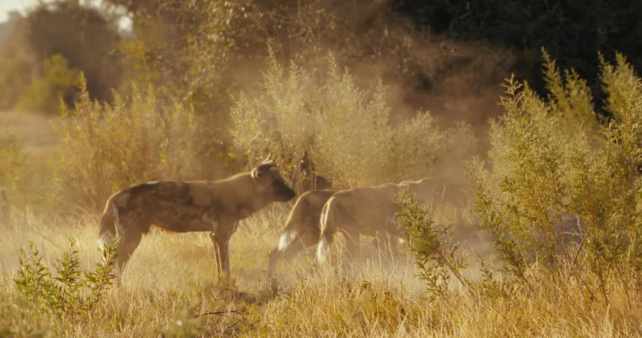 African wild dogs were watching the white smoke on the ground