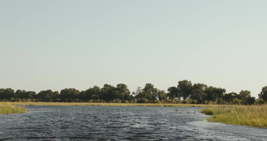 Trees on the horizon water and tall grass line a marsh on clear day