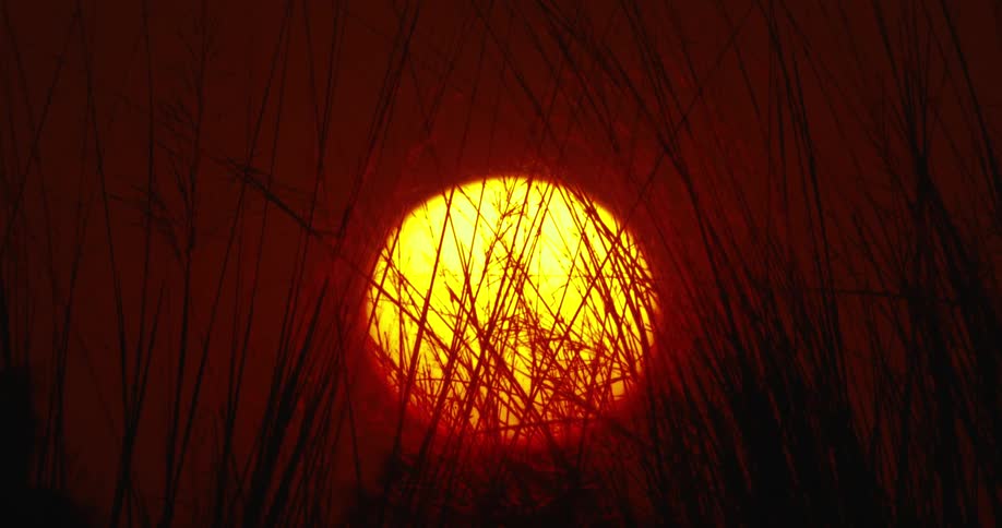 A very orange sunset and in front there are small vegetations