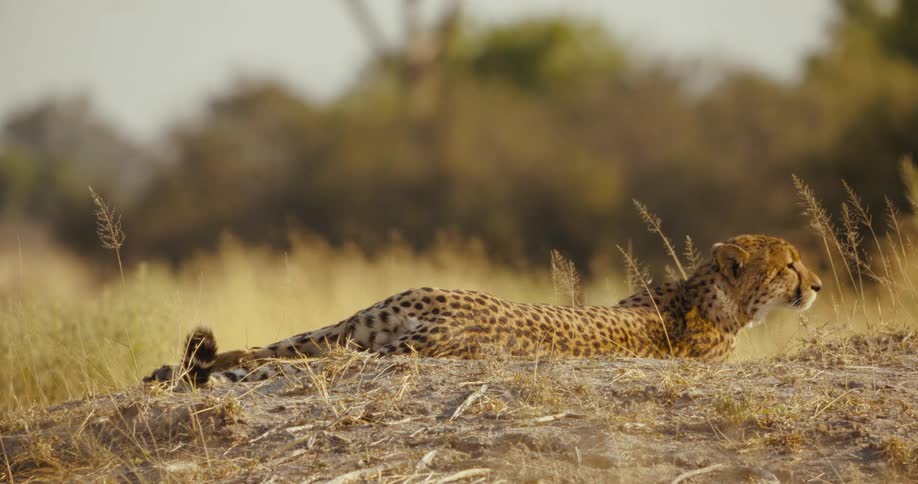 A cheetah is lying on a dry field looking around