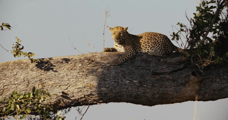 A leopard is perched on the tree