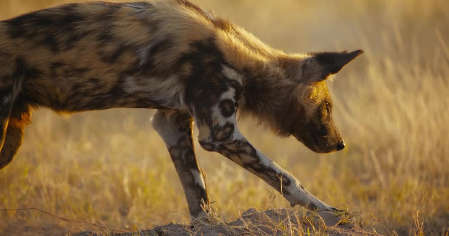 African wild dog hunts in the field at sunset