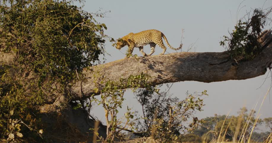 A leopard is climbing on a tree at dusk