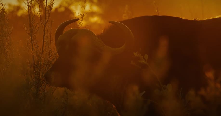 Buffalo in the jungle at sunset