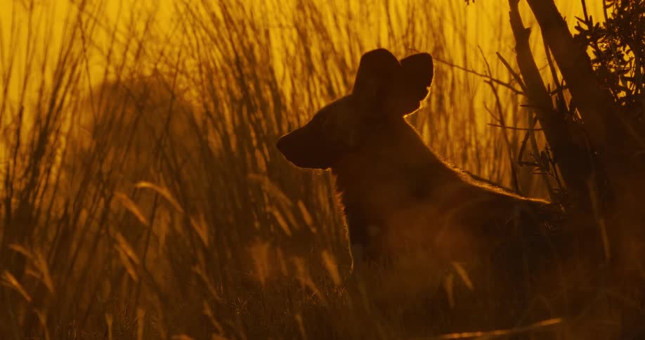 A African wild dog in the savannah looking sideways as the sun sets in the sky