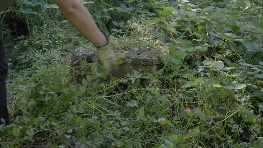 Person clearing the vegetation covering an old wooden picnic table