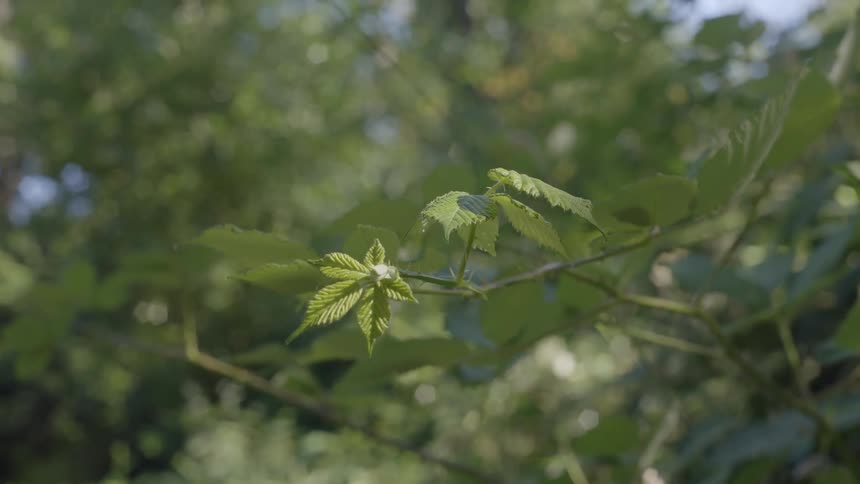 Close up of a branch on a tree with leaves during day time