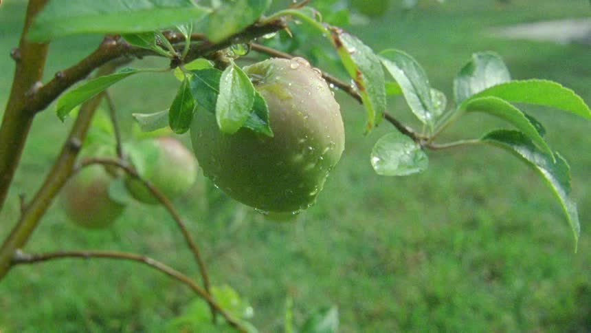 The apples on the tree are wet