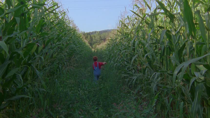 A little boy is running through a cornfield and there are mountains in the distance