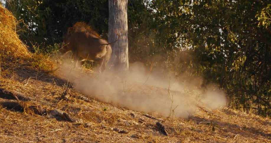 A warthdog boldly driving back a pack of african wild dogs