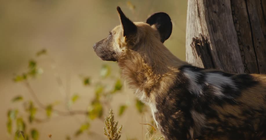 Closeup of a African wild dog observing in the jungle