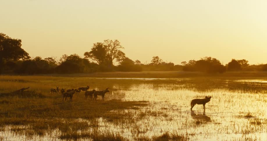 A pack of African wild dogs with grassland and a lake