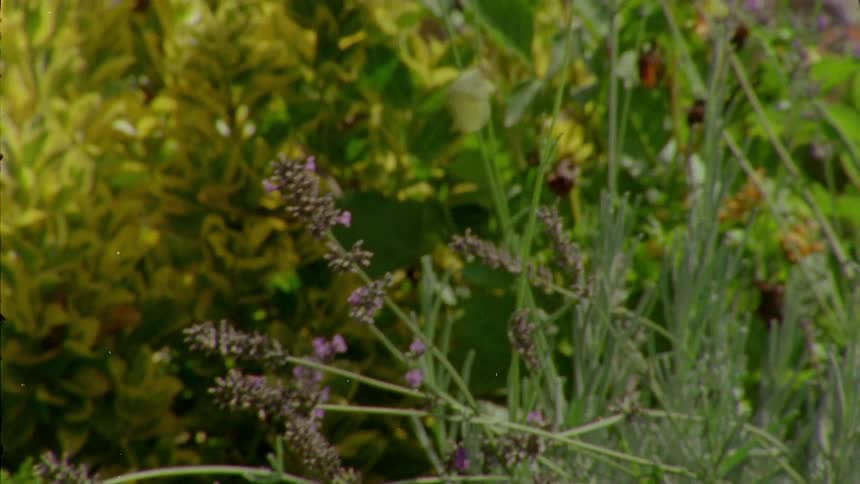 A butterfly is flying and landing on flowers
