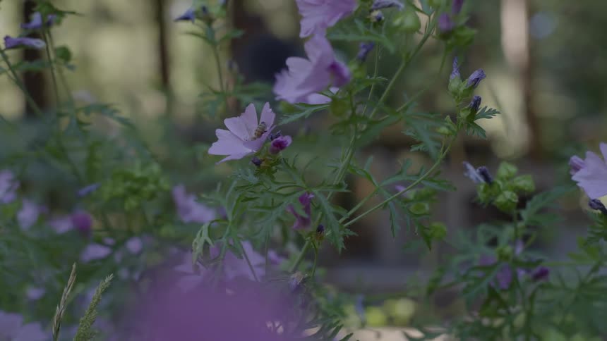 Bees extracting pollen from a plant with purple flowers
