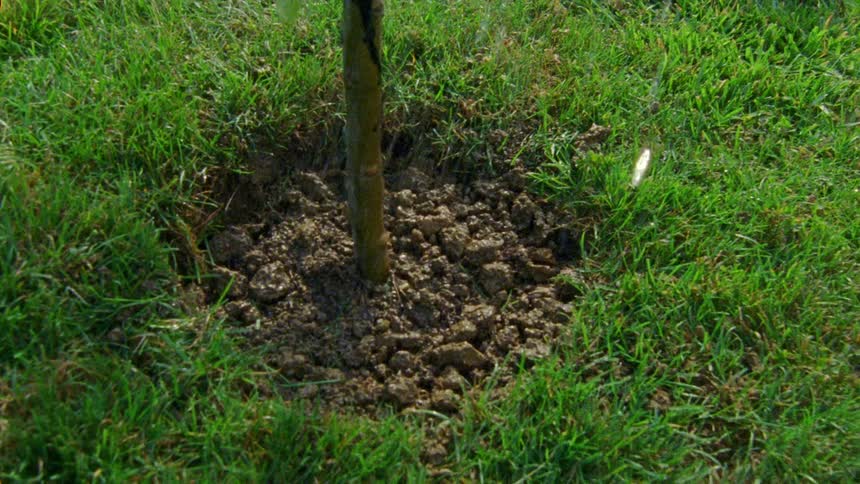 Closeup of a newly planted plant being watered