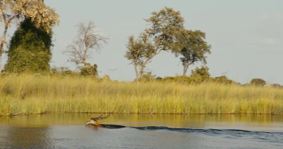 An antelope swims in a river on a sunny day