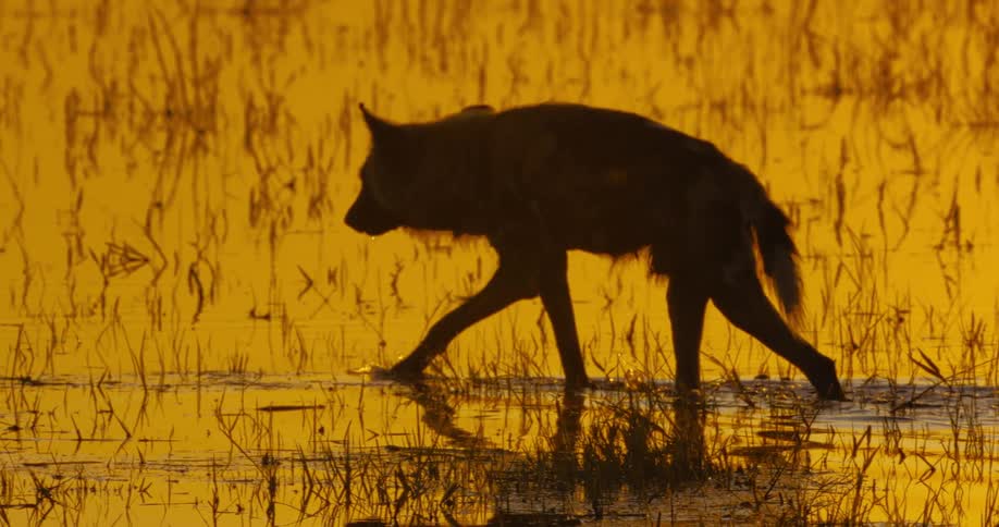 African wild dog walking on the waters of a jungle lake