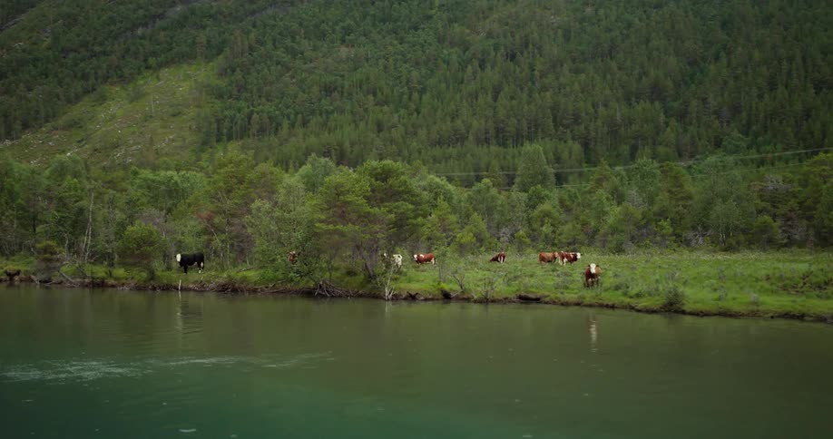 The cows graze by the river bed