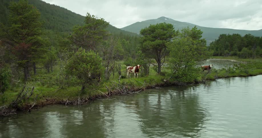 Pasture next to a lake with several cows and bulls