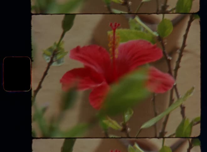 Open hibiscus flower among unopened buds on bush or plant near building spraying powder during pollination to attract bees as symbol for beautiful botanical flora or floristry and beauty of mother nature in spring or springtime on Super 8 film footage