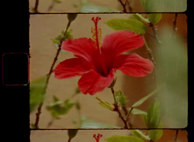 A large red flower with colourful vibrant petals and yellow pollen grains of a green plant swaying or moving in the wind in front of a natural stone wall on a sunny day with sideways camera movement revealing the flowering or blooming flora
