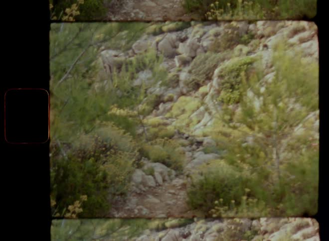 Handheld dynamic 8mm film footage of walking or moving forward on a bath or trail through a canyon or crevice filled with vegetation and large rocks with green leaves and flowers along the way leading to a hidden place