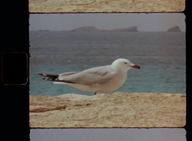Pretty white seagull or seabird with red beak sits on the edge of a rock cliff at the beach before jumping down and flying away as it takes off and disappears into the unknown as part of nature wildlife and the animal kingdom on a coastal island