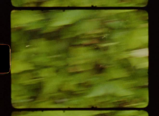 Green leaves pass by at speed caught on vintage film