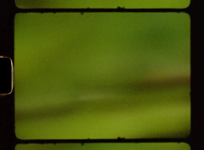 Blurred timelapse of green vegetation