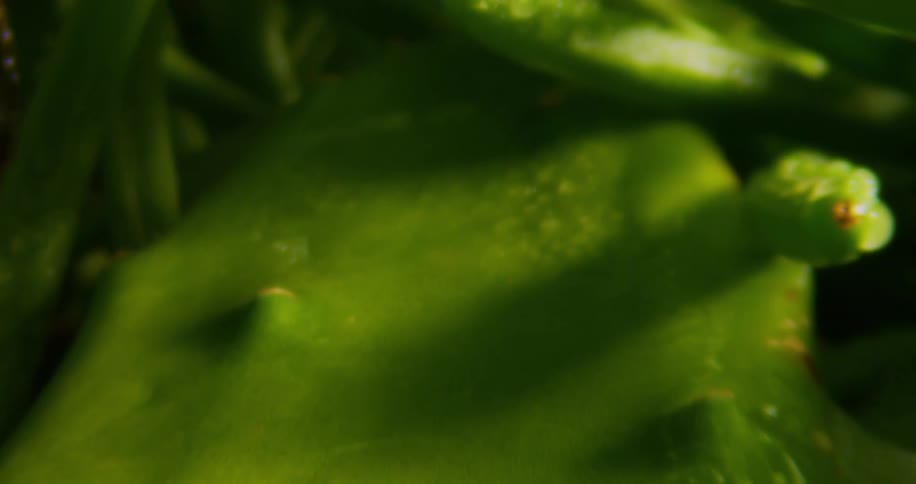 A close up on a green silver leaf that has water droplets