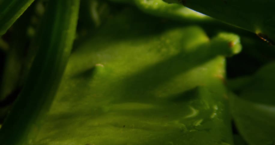 Slow motion of a close up leaf on a plant
