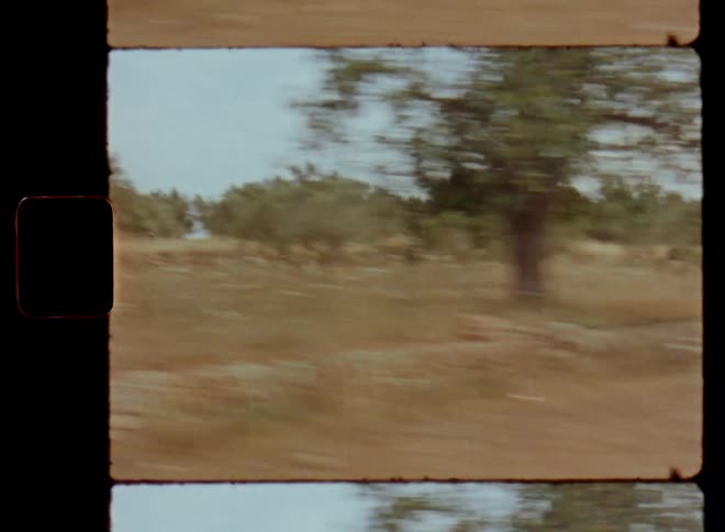 Driving quickly with speed and movement passing by an agricultural farm field with dry glass and soil and a plantation of old olive trees and stone walls in the Mediterranean South of Europe during harvest season with seasonal and ripe fruits