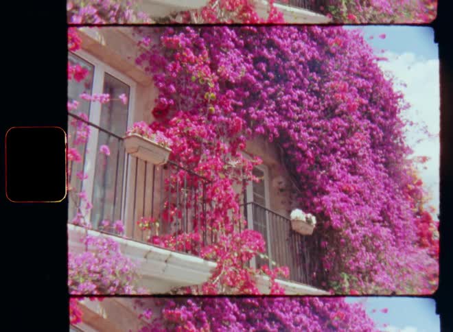 Handheld Super-8 film footage of an old building or house with balcony with doors windows and a railing with flower boxes covered in pink flowering plants growing on the walls making the property colorful and vibrant in the summer sunshine