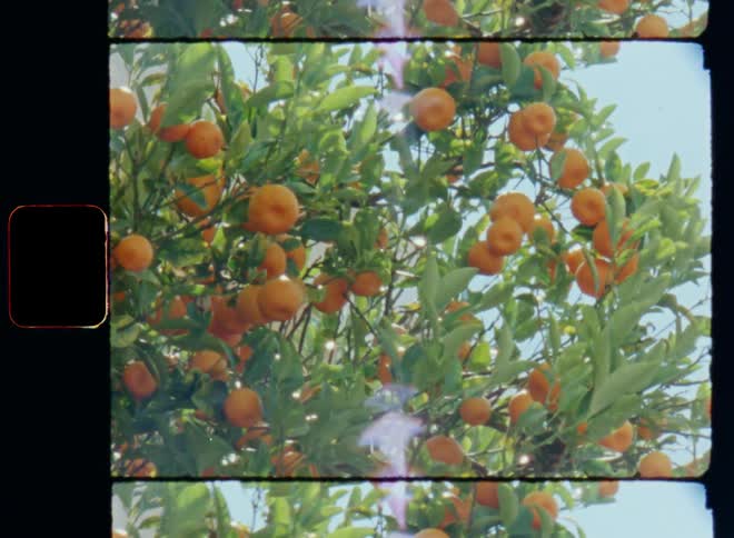 Fresh organic ripe oranges or mandarins ready for harvest on a tree next to an agricultural farm building under a blue sky on a sunny day with bright light flickering and flaring through the green leaves causing lens flare on vintage 8mm film