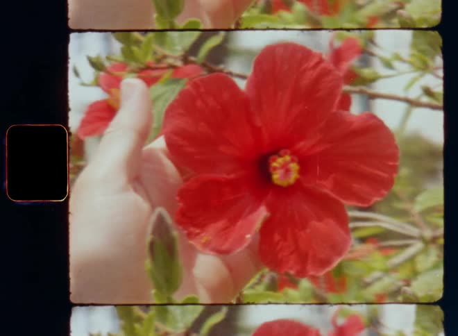 Dynamic S8 close up of the back of a woman’s head with long brown hair as she holds a red hibiscus flower petal in her hand touching it with care and love during the day revealing the blossoming plant with many flowers and green leaves