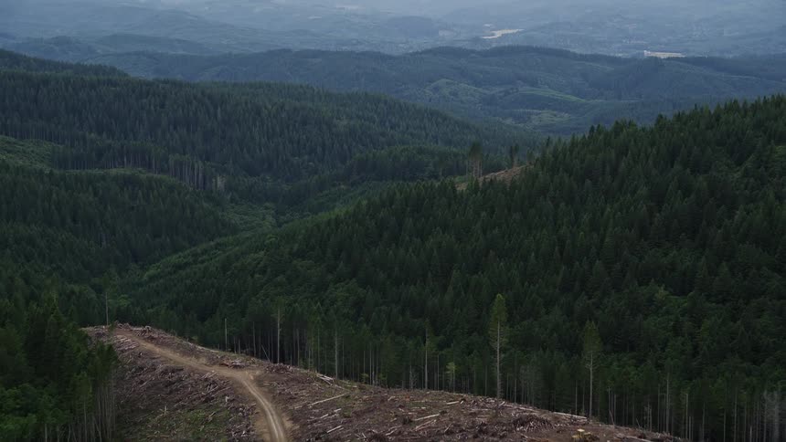 Aerial fly over of a clear cut area in Clatsop County Oregon revealing a view of the evergreen forest