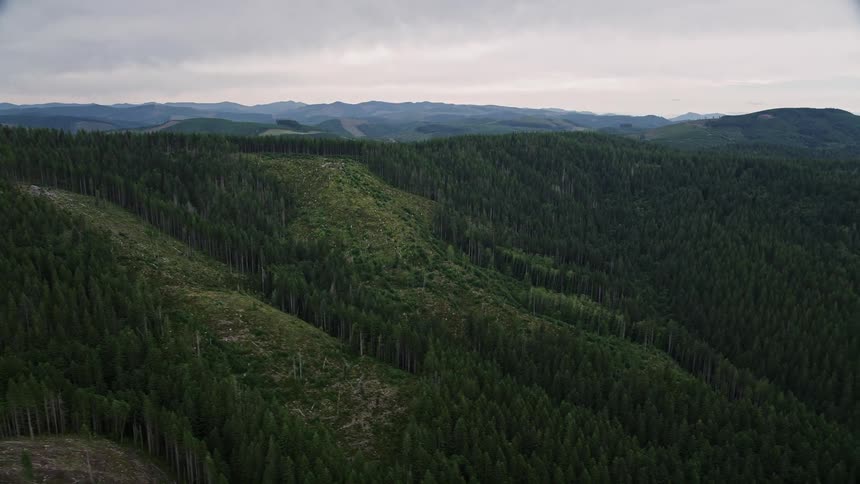 Aerial footage of hillside logging areas with new growth and evergreen forest in Clatsop County Oregon showcasing the timber industry and forest landscape during the summer
