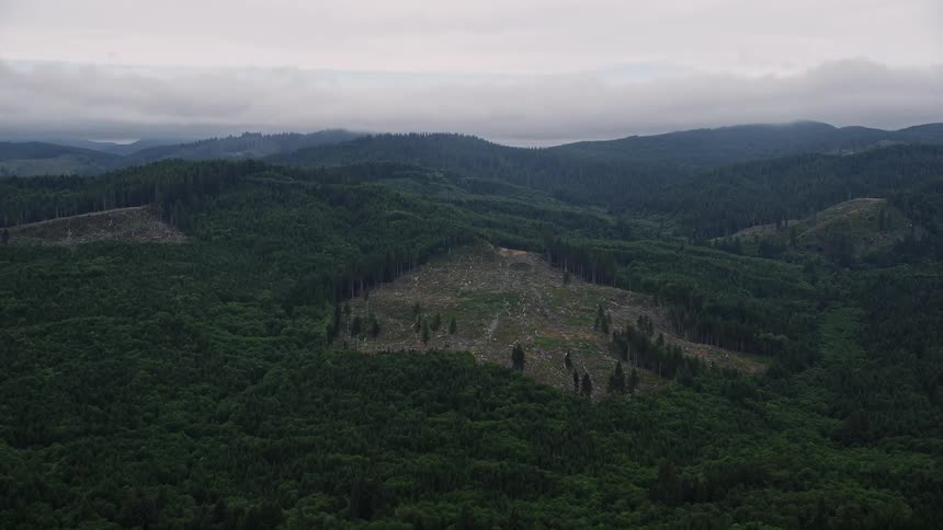 Aerial footage approaching a logging area in an evergreen forest in Clatsop County Oregon during summer